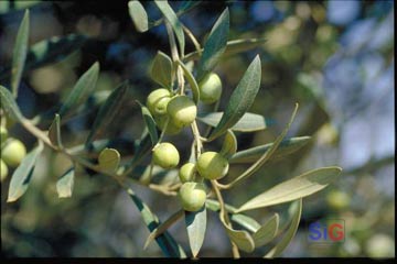 Las aceitunas son el sabroso fruto del olivo