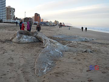 El enorme cetceo en la playa