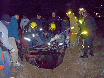 momento en que rescatan el animal (foto de celular del Curerpo de Bomberos)