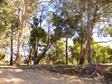 Quieren proteger el bosque