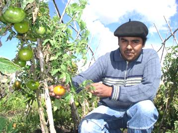 Andrs Romn, referente local del Pro Huerta, muestra tomates cultivados sobre arena