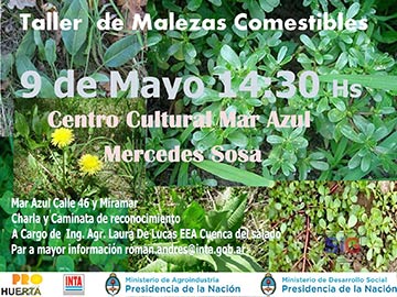 Taller de reconocimiento de malezas comestibles en Mar Azul