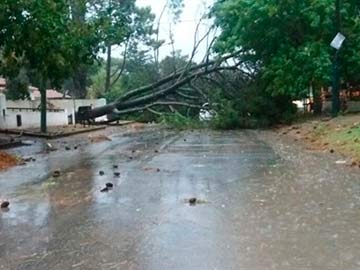 Arboles caidos, la postal de Gesell de esta tarde